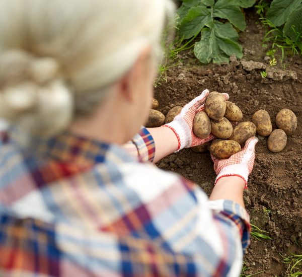 farmer with potatoes at farm garden